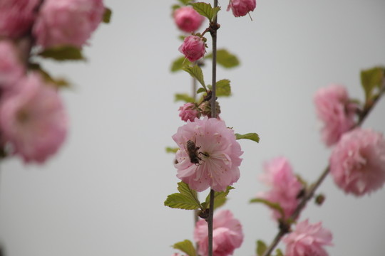 梅花