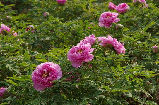 牡丹花