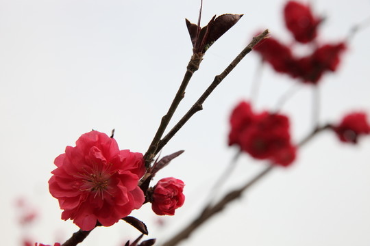 紅梅