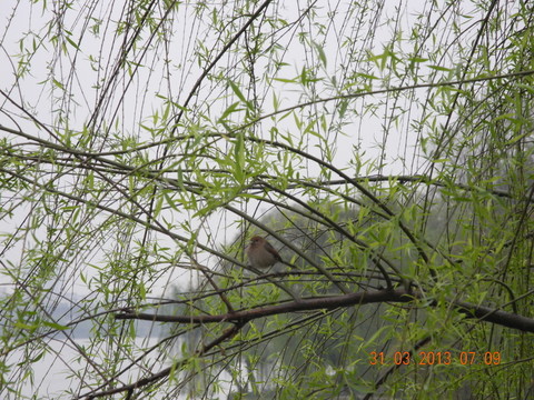麻雀