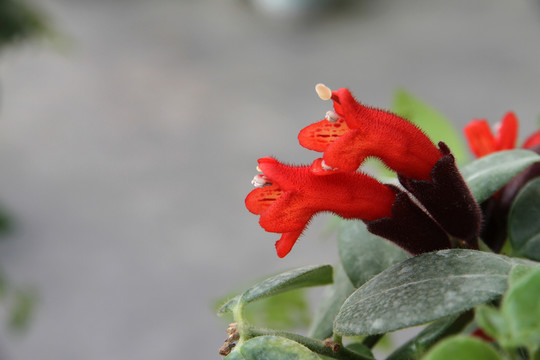 口紅吊蘭