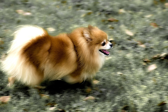 奔跑蝴蝶犬
