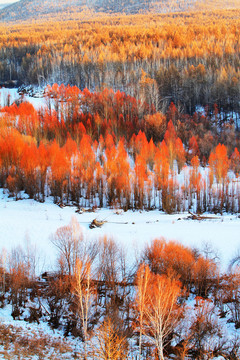 雪色紅柳