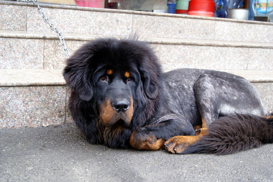 一只黑色的藏獒犬