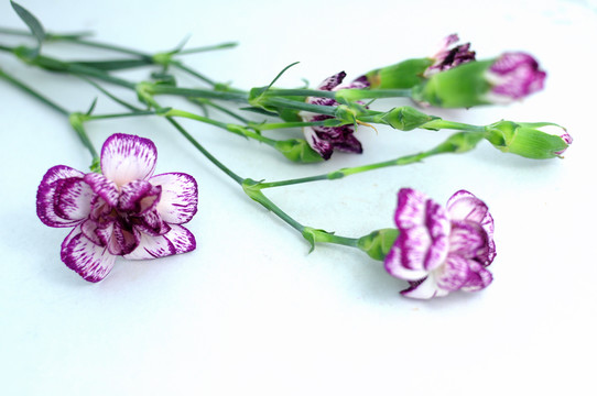鮮花