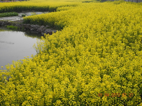 油菜花