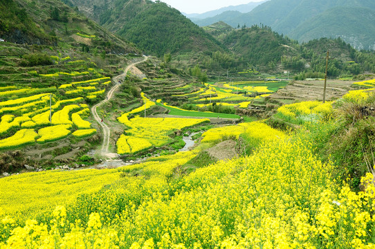 油菜花