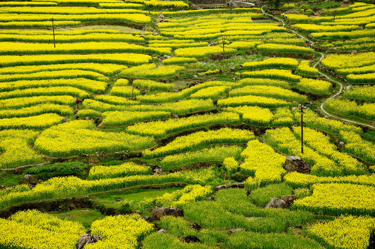油菜花