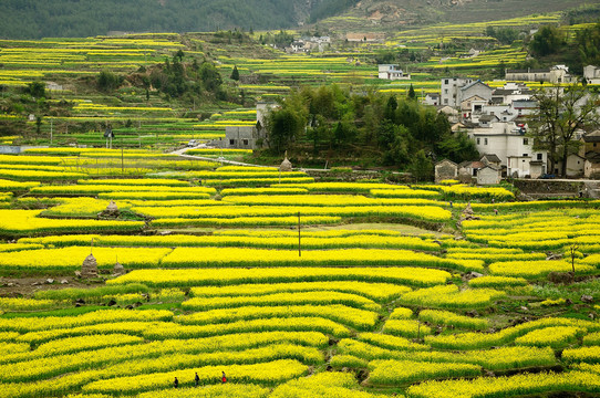 油菜花