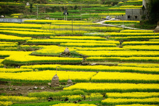 油菜花