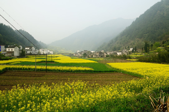 油菜花