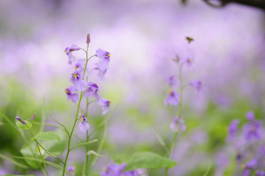 紫色小花