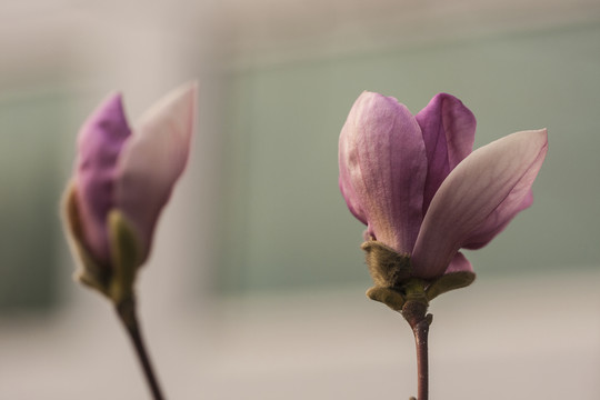 玉蘭花