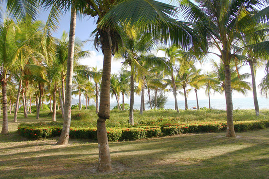 沙滩 椰子树