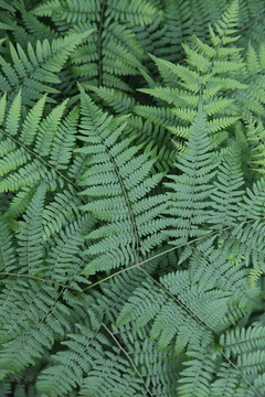 蕨類植物