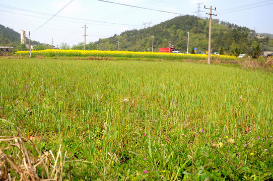 皖南田園風(fēng)光