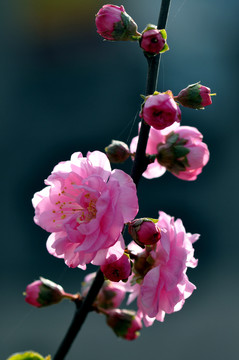 櫻花