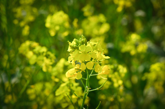 油菜花