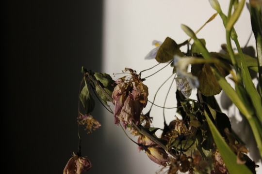 屋子里的花