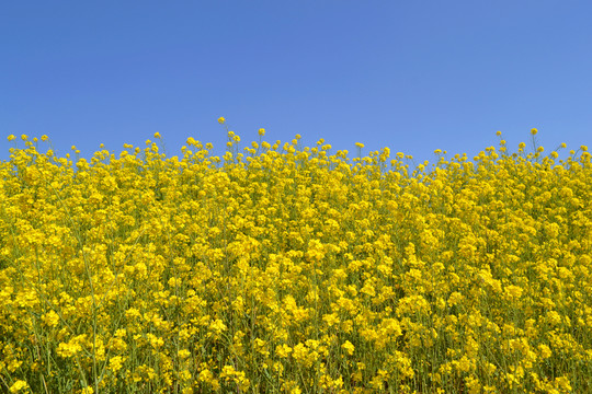 油菜花