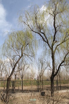 春天的柳樹(shù)柳枝