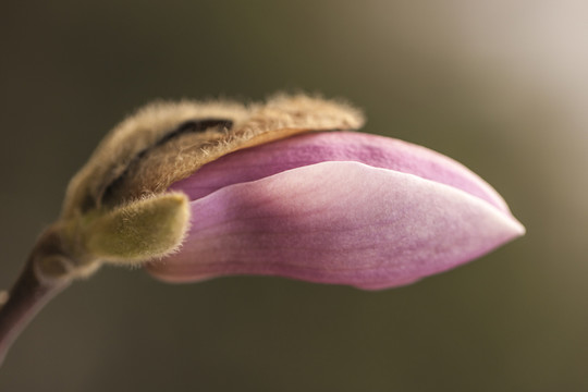 花苞