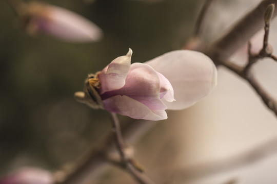 花苞