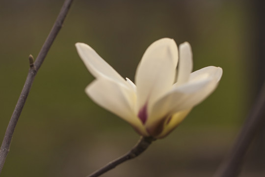玉蘭花