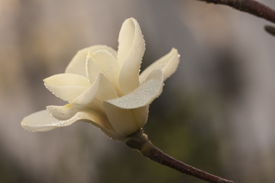 玉蘭花