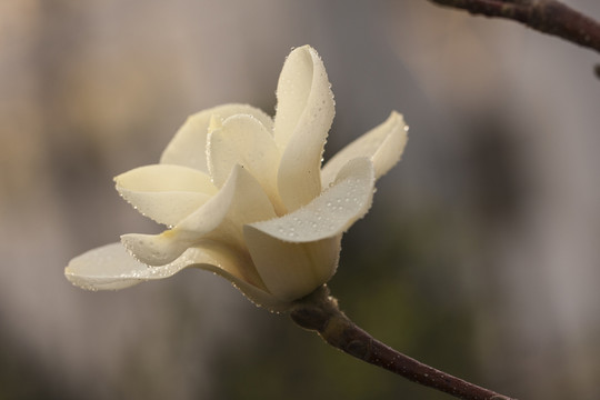 玉蘭花開