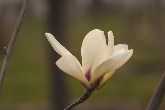 玉蘭花開