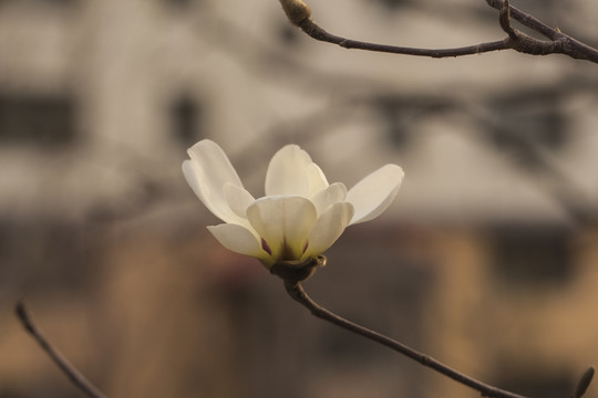 玉蘭花