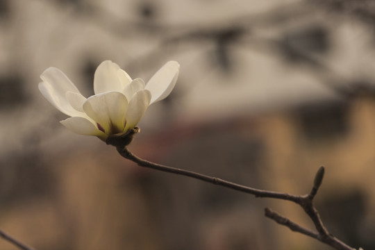 玉蘭花