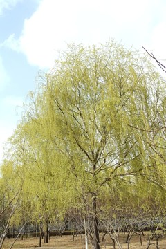 春天的柳樹柳枝