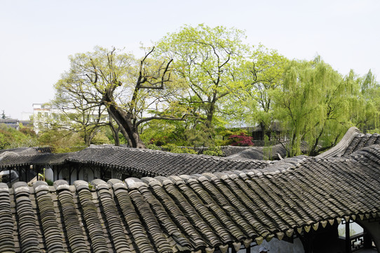 蘇州拙政園之春