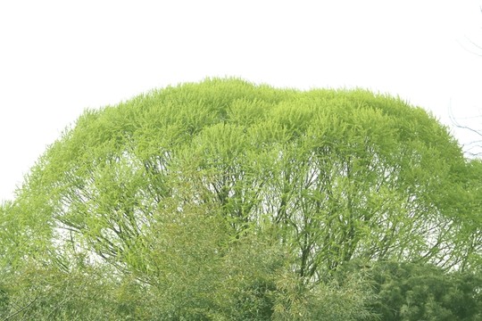 春天的柳樹柳枝