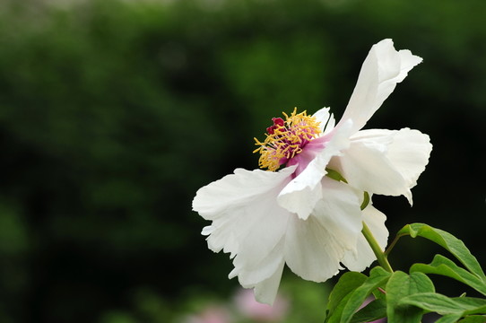 牡丹花