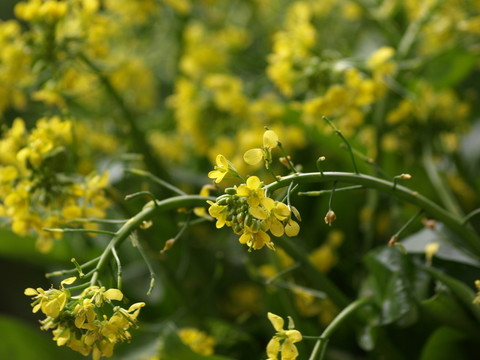 菜花