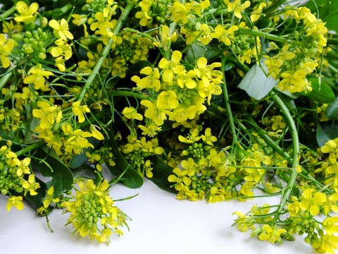 菜花