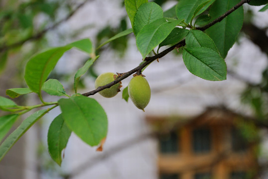 桃樹(shù)