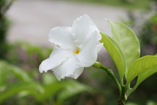 單瓣狗牙花