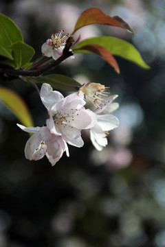 櫻花