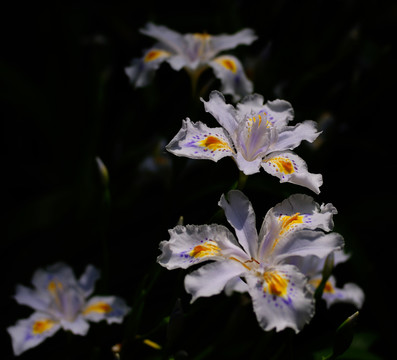 鳶尾花