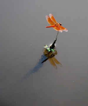 蜻蜓