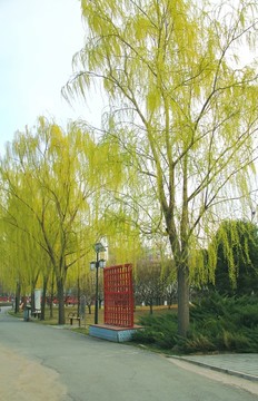 柳樹