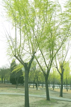 柳樹(shù)
