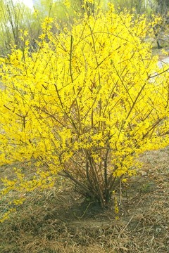 迎春花樹