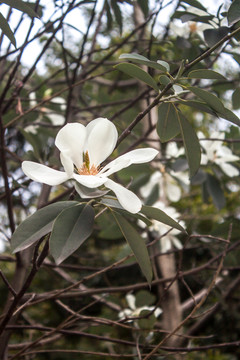 玉蘭花