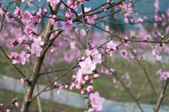 桃花