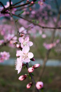 桃花